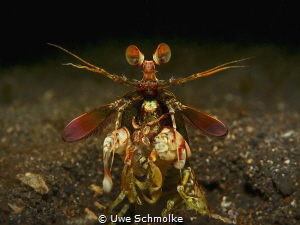 Colourful Mantis - Odontodactylus latirostris by Uwe Schmolke 